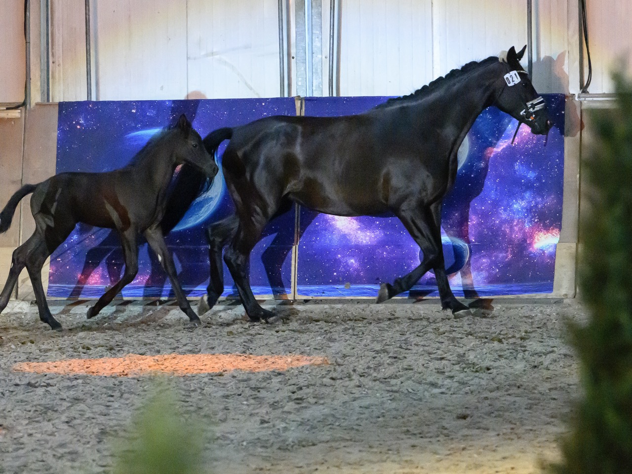 Stutenleistungsprüfung bei den Bernsteinreitern